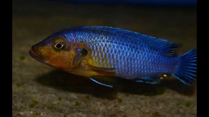 Pseudotropheus purpuratus 'Maleri Island'